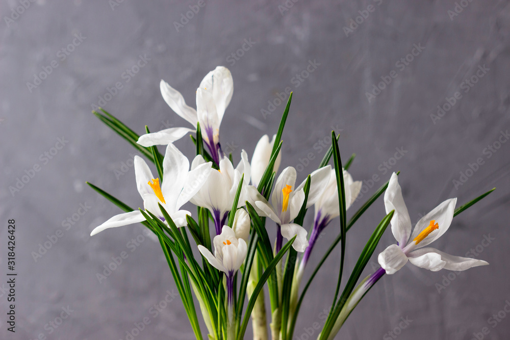 White crocus on a gray background. White crocus on a gray background.