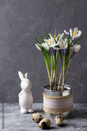 Guail eggs   and spring crocuses. photo