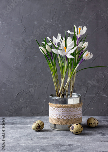 Guail eggs   and spring crocuses. photo