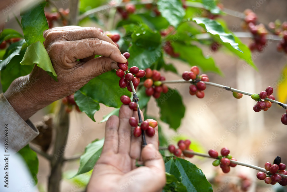 Female coffee farmers harvesting coffee berries by hand on a coffee farm in Vietnam, Asia Female coffee farmers harvesting coffee berries by hand on a coffee farm in Vietnam, Asia