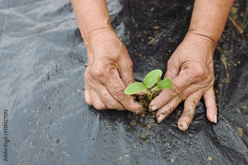 Old Woman hand planting young tree on black soil, Row of baby tree on soil covered by plastic or mulching film in agriculture photo