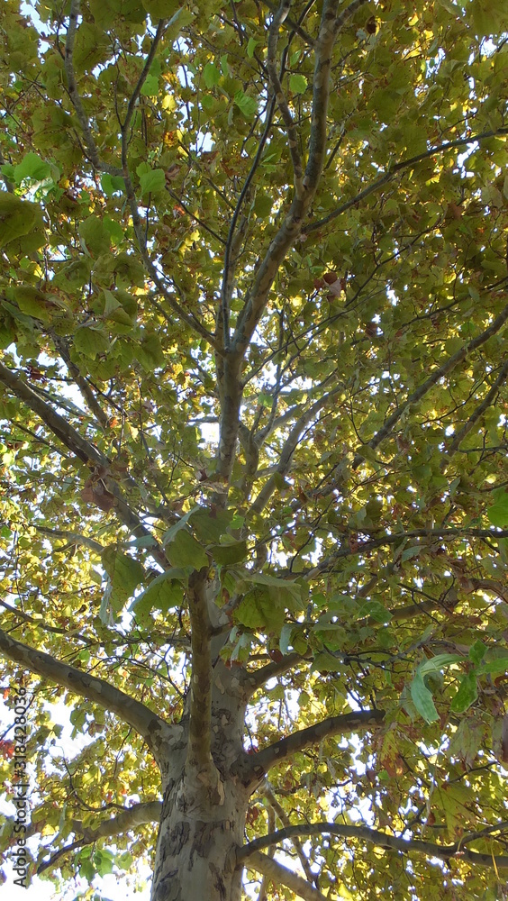 Maple Tree Early Autumn