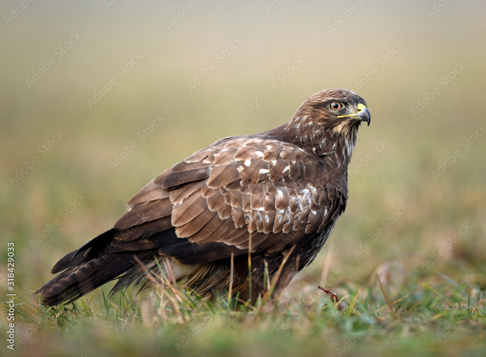 Common buzzard (Buteo buteo) close up Common buzzard (Buteo buteo) close up