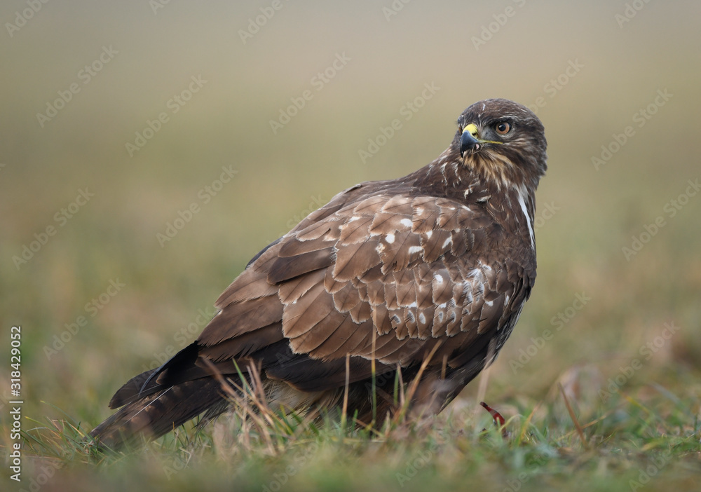 Common buzzard (Buteo buteo) close up Common buzzard (Buteo buteo) close up