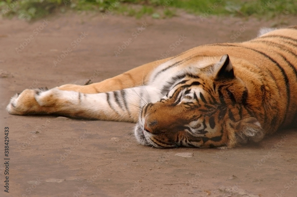 Fototapeta premium Tiger resting