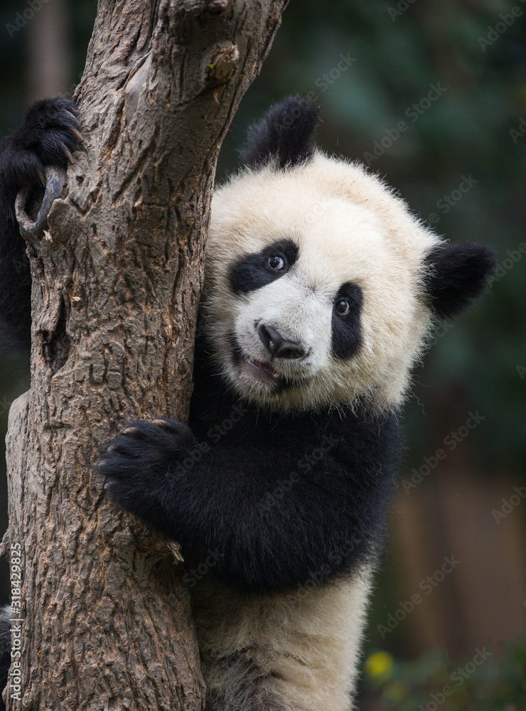 Fototapeta premium Giant panda, Ailuropoda melanoleuca, approximately 6-8 months old, climbing a tree.