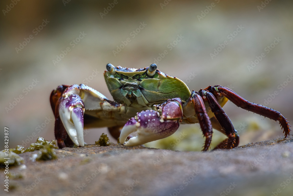 Feeding crab on the beach, Australia