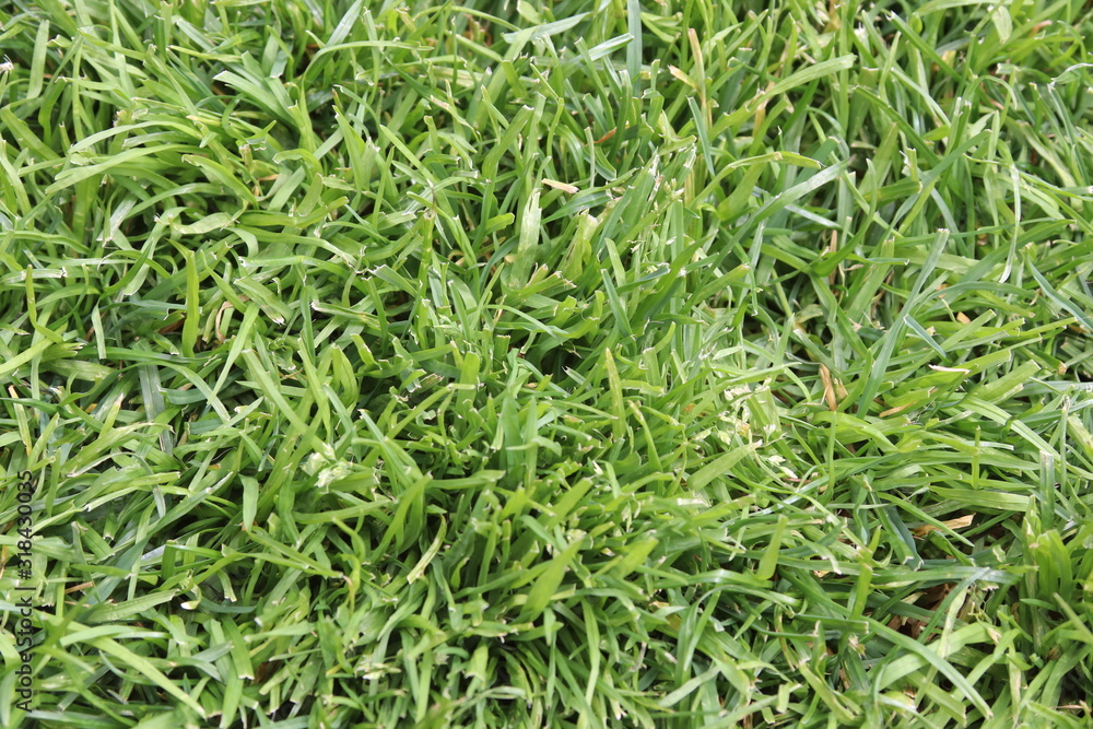 background of green grass background of green grass