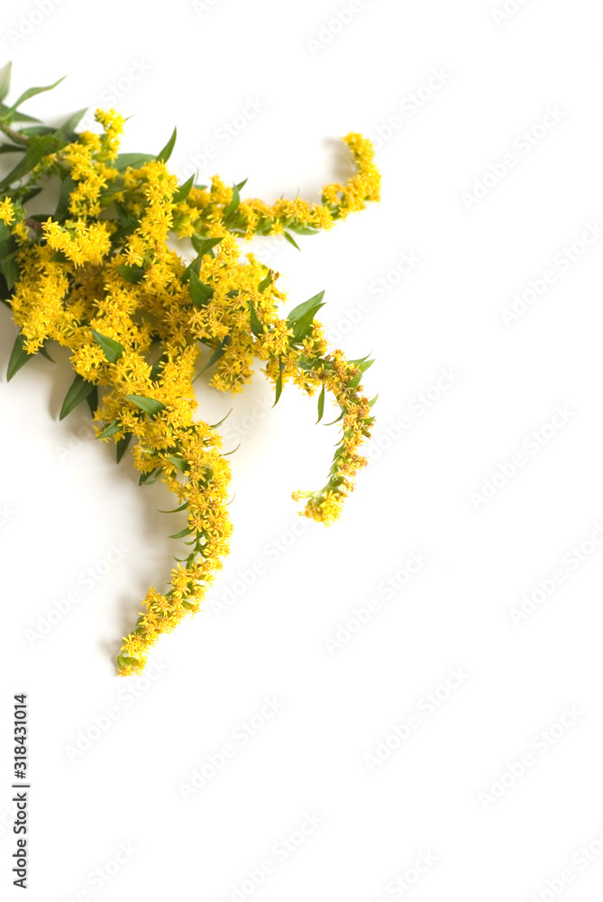 Obraz premium Goldenrod on white