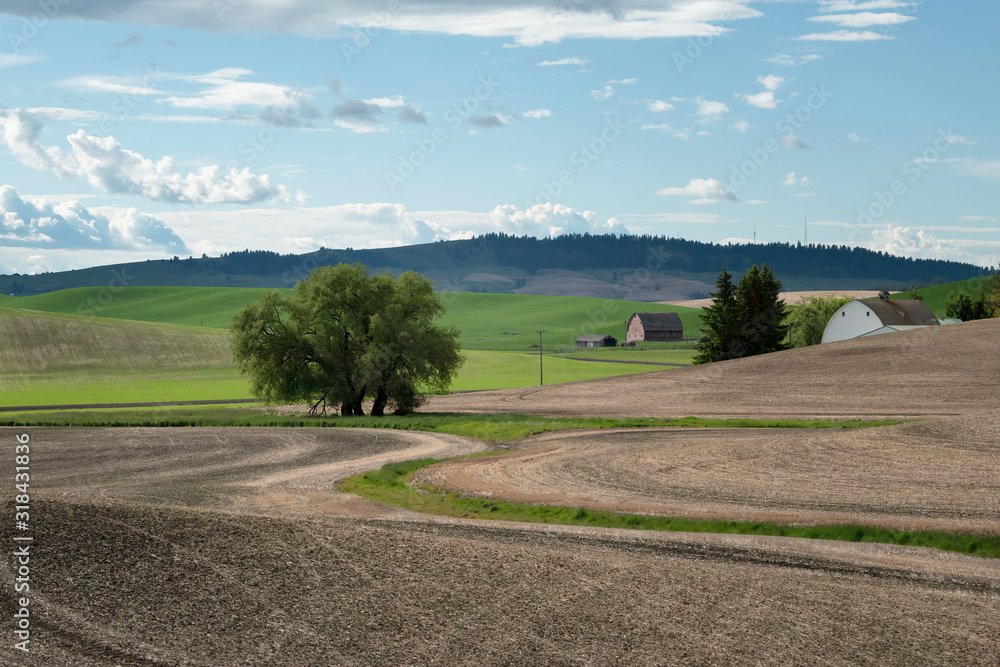 Φωτογραφία Two barns nestled in the rolling hilly farmland of the Palouse region of Washington state, with trees and clouds in the sky