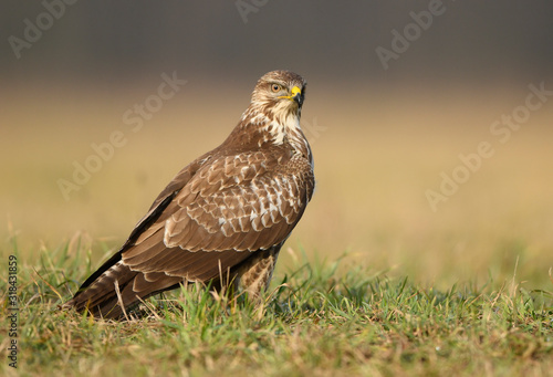 Common buzzard  Buteo buteo  close up