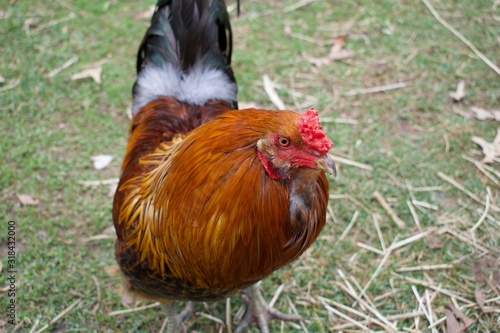 Backyard barnyard, pasture free range chickens on small plot of land. photo