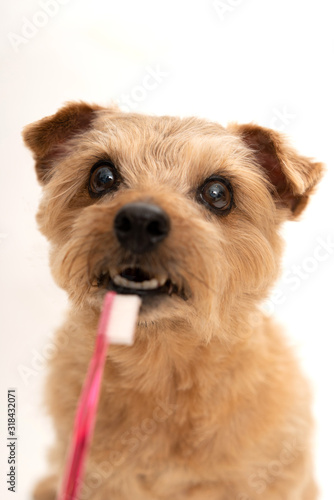 歯を磨くノーフォークテリア犬