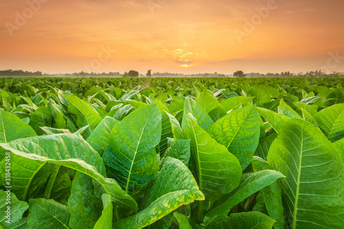 Fotografie, Obraz View of tobacco plant in the field at Sukhothai province, Northern of Thailand