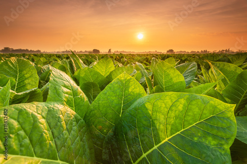 View of tobacco plant in the field at Sukhothai province, Northern of Thailand photo