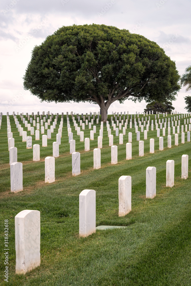 Rows of grave stones under a beautiful tree in the Fort Rosecrans Cemetery, located in San Diego, California.