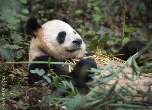 Fototapeta Naklejka Na Ścianę i Meble -  Giant panda, Ailuropoda melanoleuca, reclining in the forest eating bamboo.