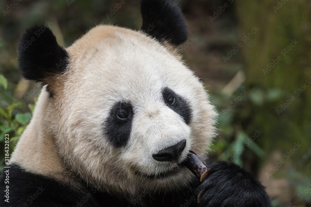 Portrait of a giant panda, Ailuropoda melanoleuca, sitting in the forest eating bamboo. Portrait of a giant panda, Ailuropoda melanoleuca, sitting in the forest eating bamboo.