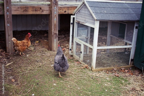 Backyard barnyard, pasture free range chickens on small plot of land.