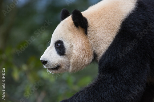 Profile portrait of a giant panda  Ailuropoda melanoleuca  sitting in the forest.
