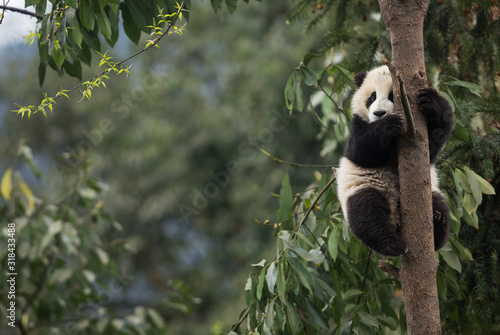 Giant panda, Ailuropoda melanoleuca, approximately 6-8 months old, clutching on to a tree high above the ground.