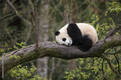 Giant panda, Ailuropoda melanoleuca, approximately 6-8 months old, resting on a tree branch high in the forest canopy. photo
