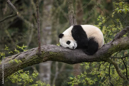Obraz Giant panda, Ailuropoda melanoleuca, approximately 6-8 months old, resting on a tree branch high in the forest canopy.