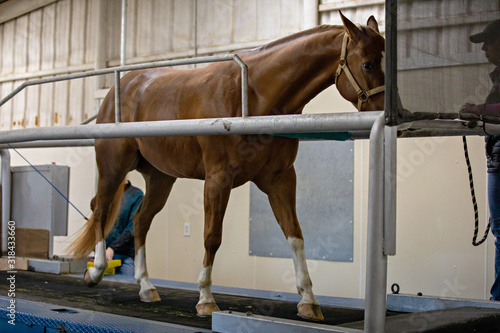 Foto Horse On treadmill