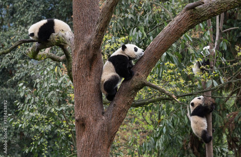 Obraz premium Giant pandas, Ailuropoda melanoleuca, approximately 6-8 months old, climbing in the trees.