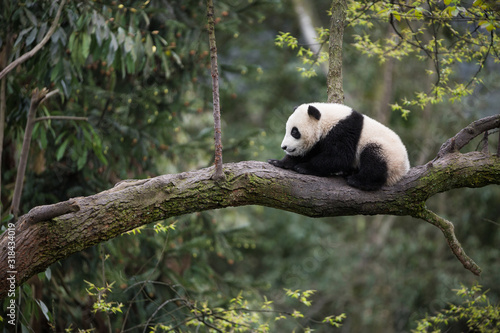 Giant panda, Ailuropoda melanoleuca, approximately 6-8 months old, sitting on a tree branch high in the forest canopy. © JAK