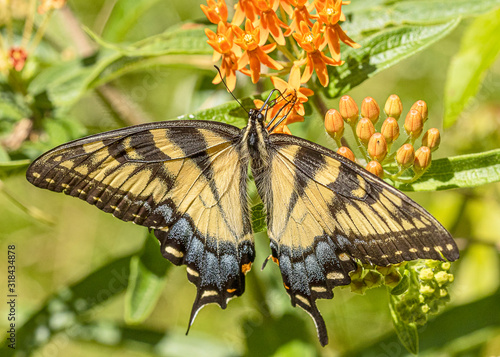 Female eastern tiger swallowtail. 