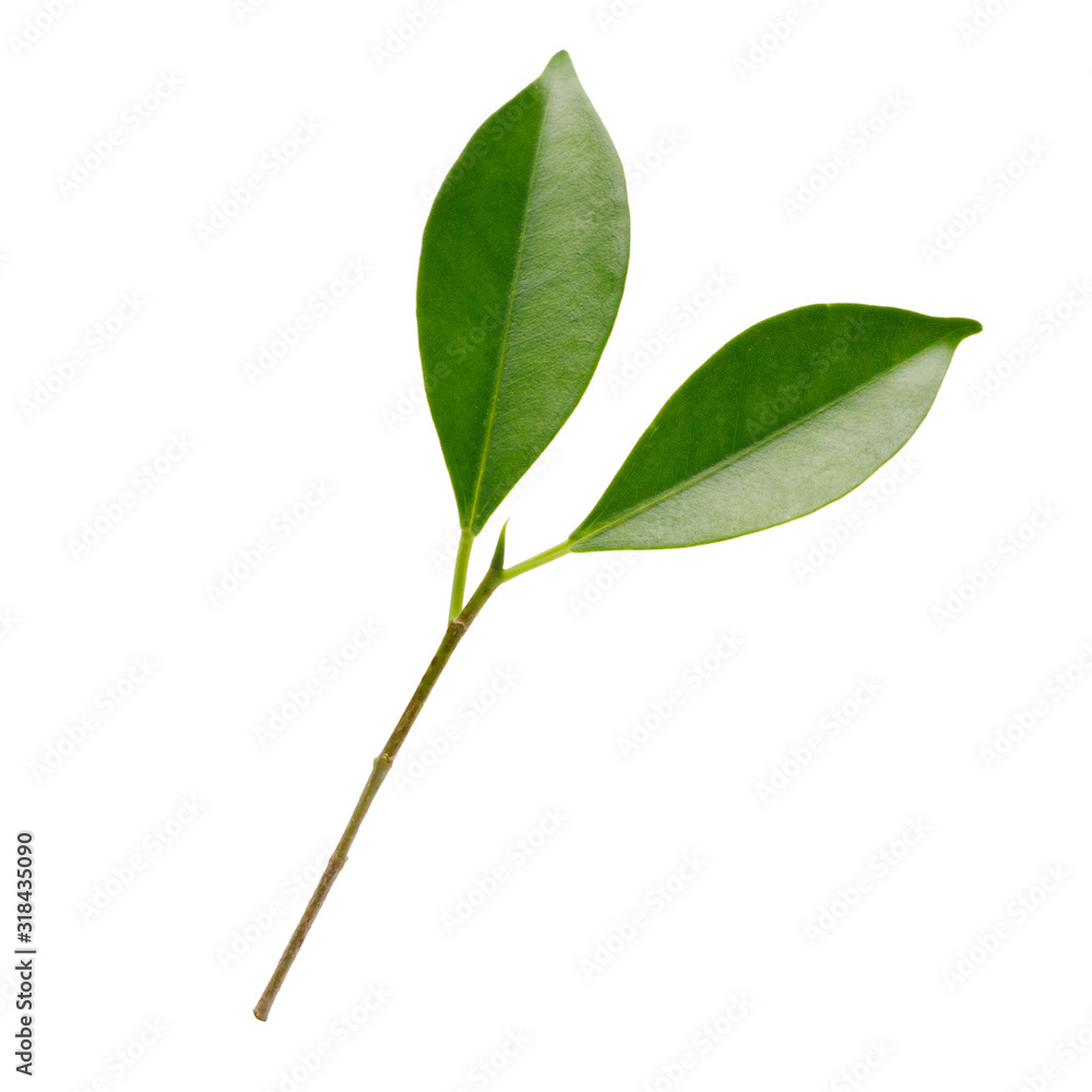 Fresh green leaves branch macro shot isolate on white background Fresh green leaves branch macro shot isolate on white background