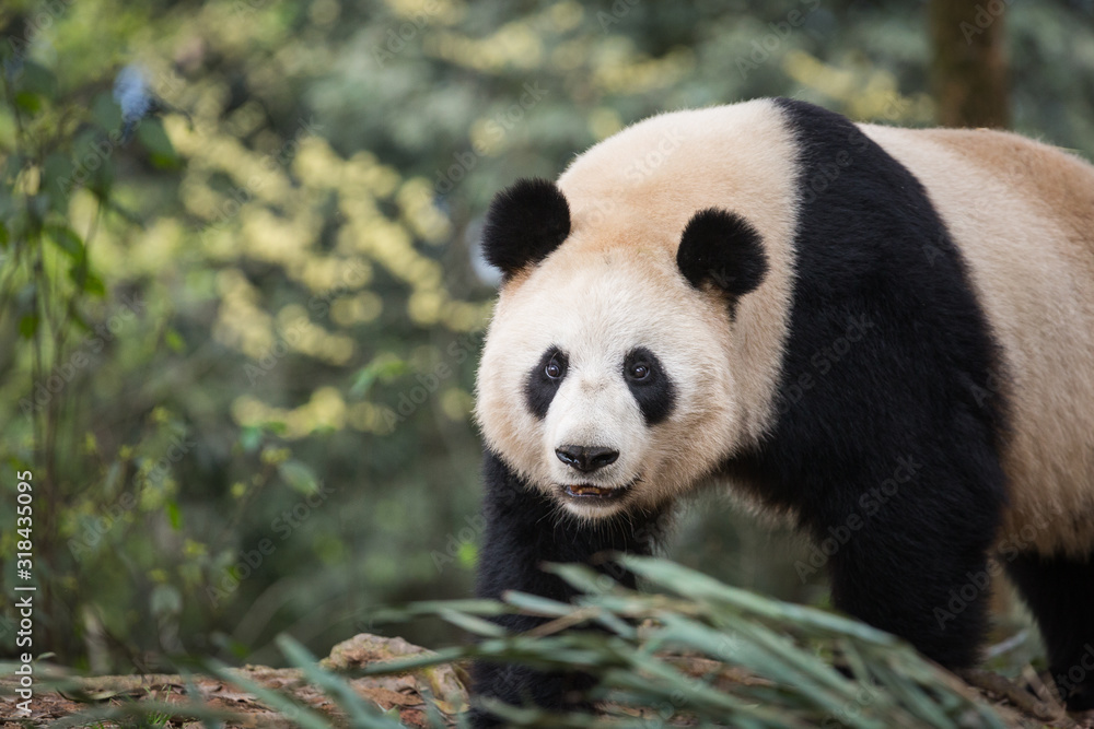 Portrait of a giant panda, Ailuropoda melanoleuca, walking through the forest. Portrait of a giant panda, Ailuropoda melanoleuca, walking through the forest.