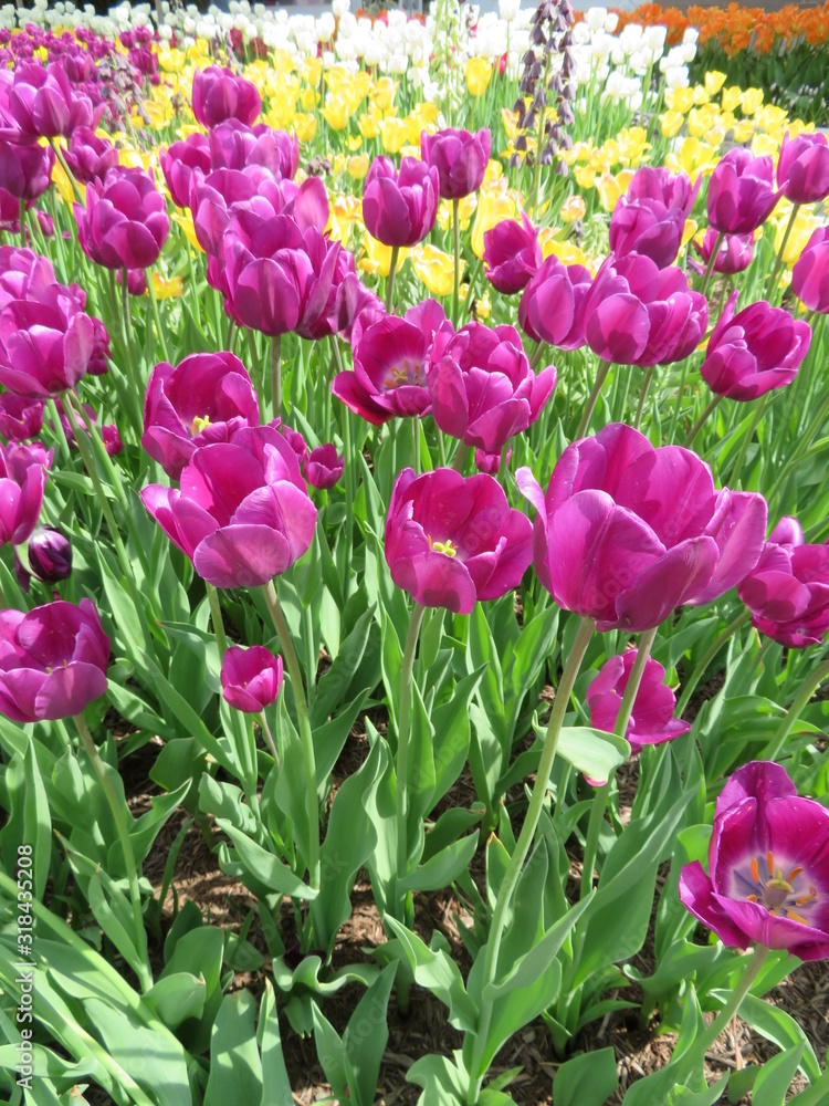 Obraz premium Vibrant colors tulips in conservatory