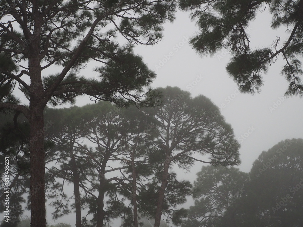 Foggy Forest Tree Tops Foggy Forest Tree Tops
