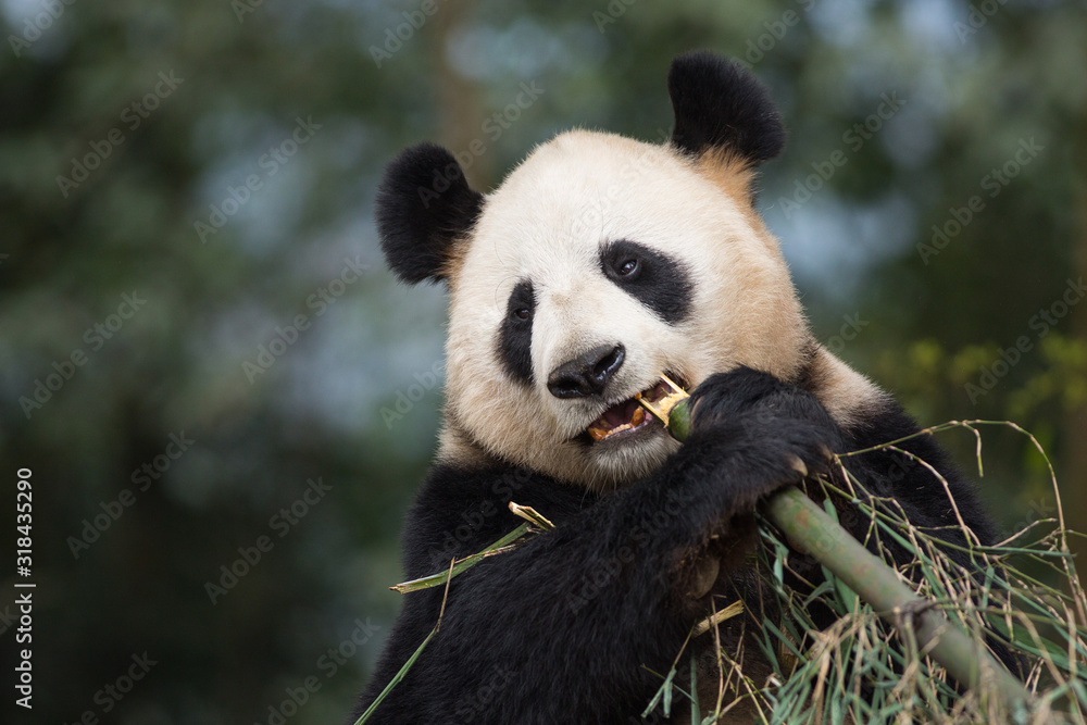 Fototapeta premium Portrait of a giant panda, Ailuropoda melanoleuca, eating bamboo.