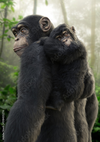 Fototapet Chimpanzee mother carrying her young baby on her back with a forest background