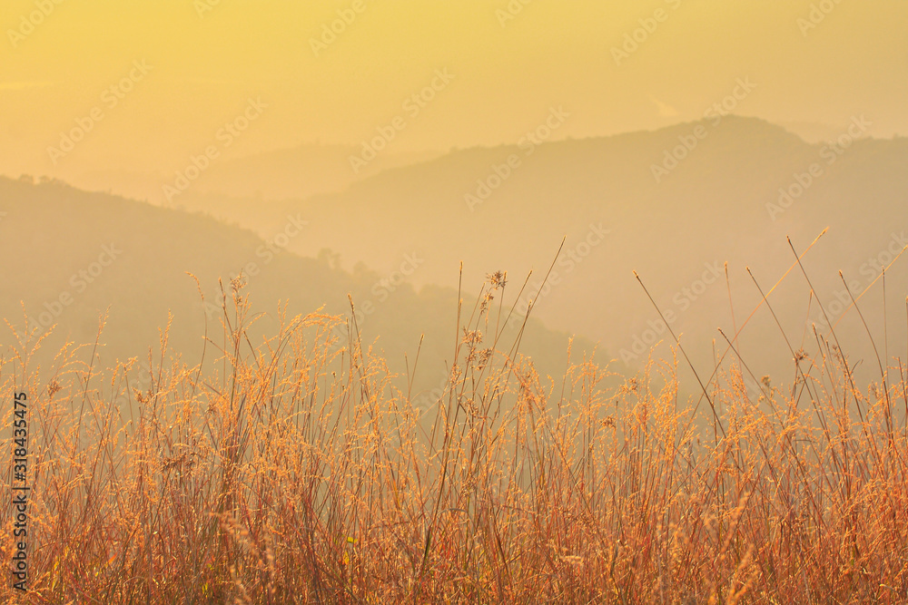 Golden meadow and mountains during sunset. Beautiful natural landscape in the winter time,thailand Golden meadow and mountains during sunset. Beautiful natural landscape in the winter time,thailand