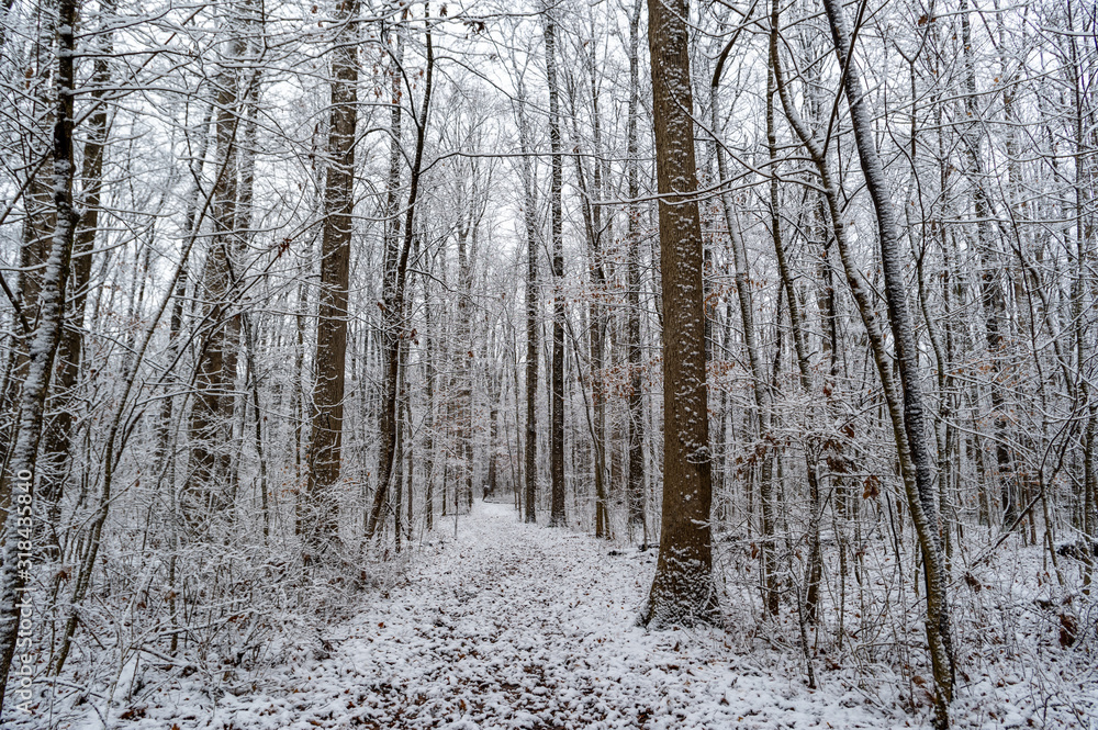Forest Path in Snow