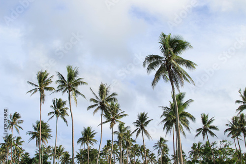 palm trees against blue sky © tiff