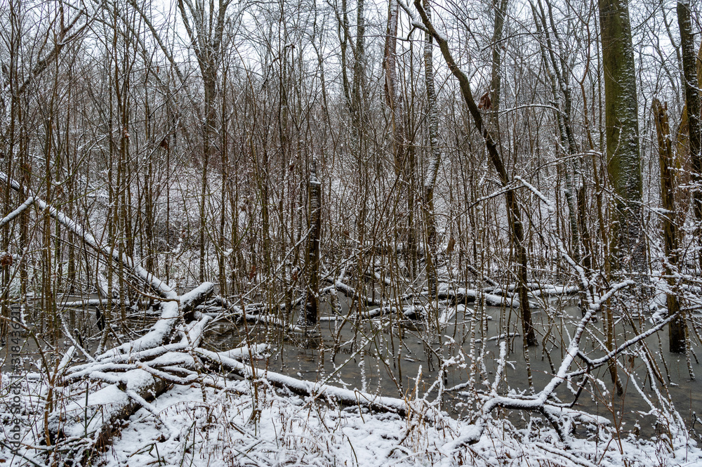 Winter Swamp Scene 1 Winter Swamp Scene 1