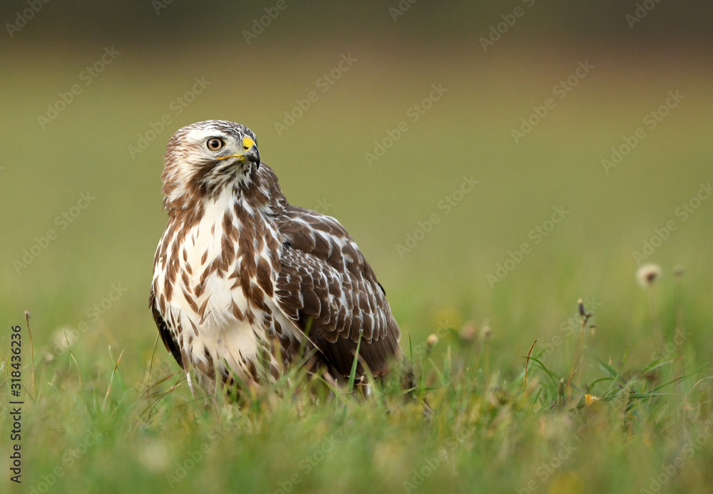 Common buzzard (Buteo buteo) close up Common buzzard (Buteo buteo) close up