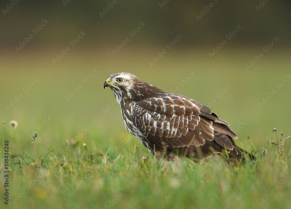 Common buzzard (Buteo buteo) close up Common buzzard (Buteo buteo) close up