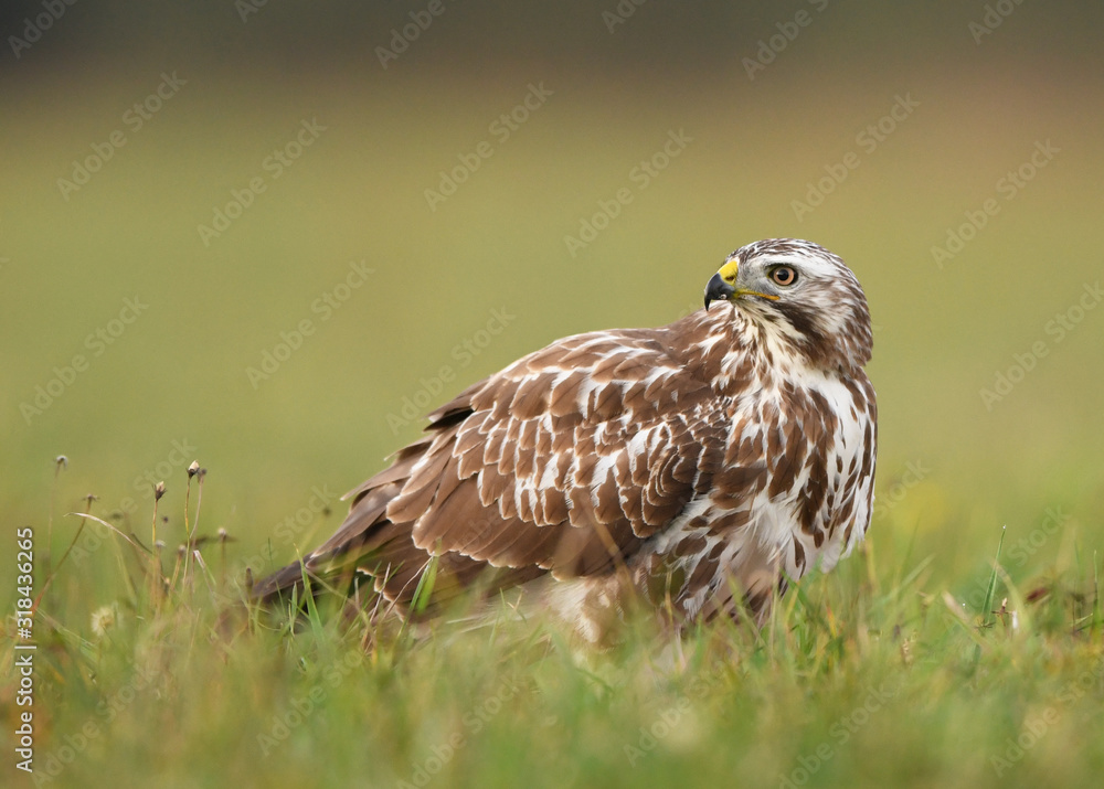 Common buzzard (Buteo buteo) close up Common buzzard (Buteo buteo) close up