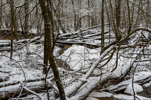 Fallen Trees in Snow
