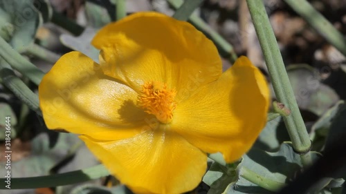 Yellow hornpoppy from Brijuni National Park photo