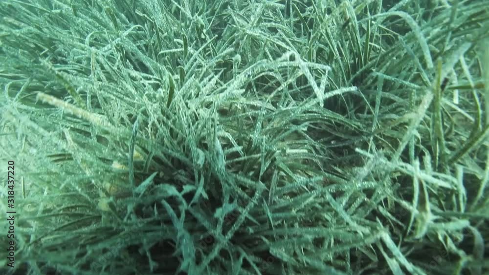 Sea grass from Brijuni National Park Sea grass from Brijuni National Park