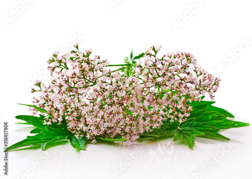 Valerian herb flower sprigs isolated on a white background.