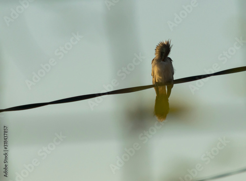 pirincho (Guira guira), cuco guira, serere, machilo, Piririta photo