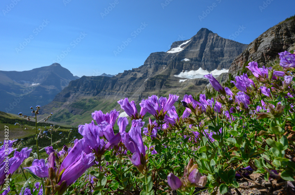 Purple Flowers Grows On Mountain Side